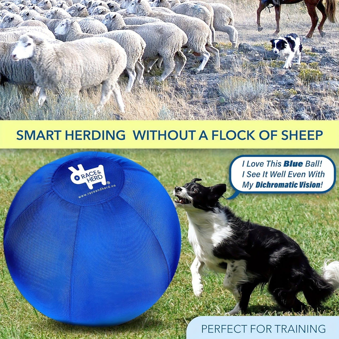 Herding Ball for Dogs Training Set